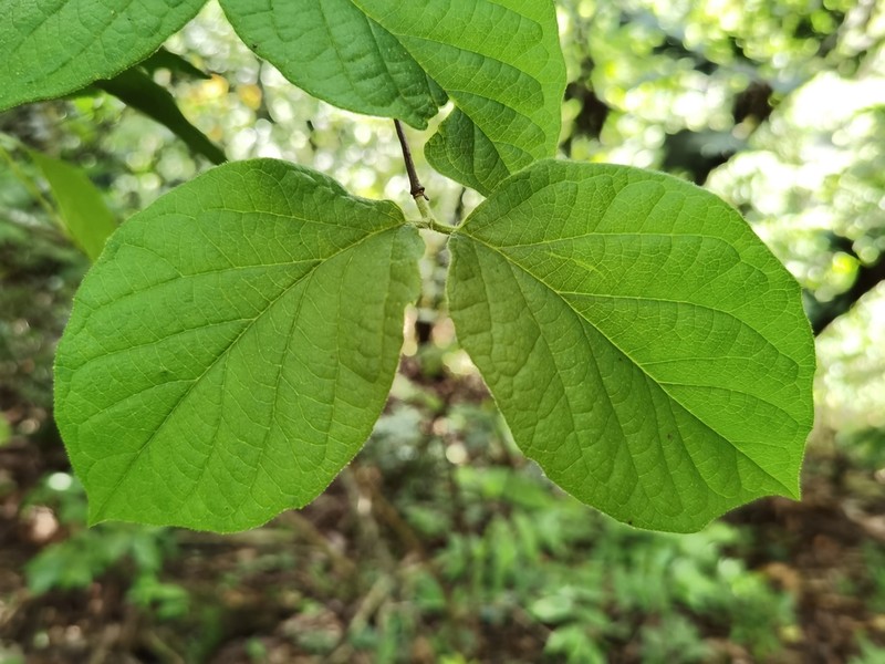 Viburnum stellatotomentosum photo 3