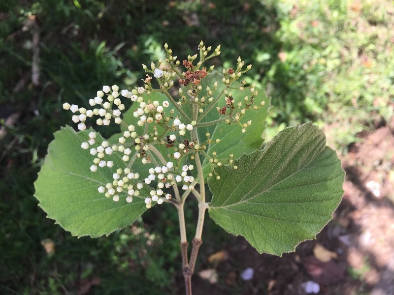 Viburnum stellatotomentosum photo 4