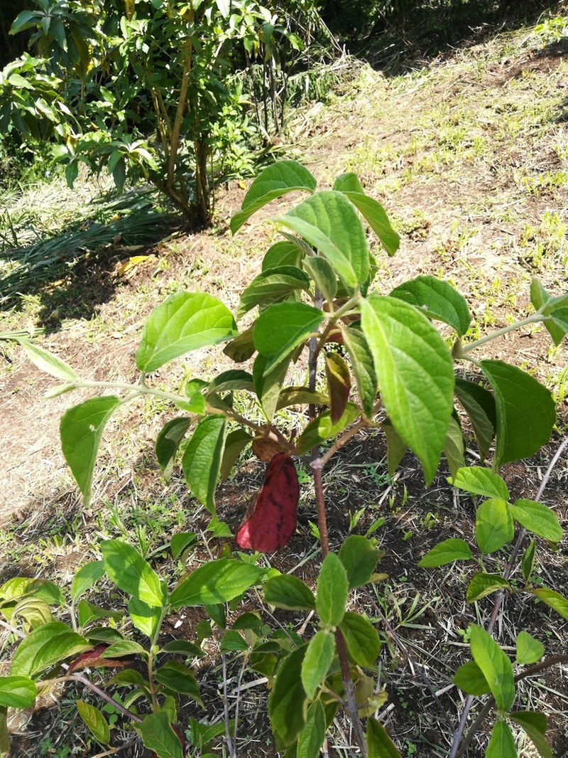 Viburnum stellatotomentosum photo 6