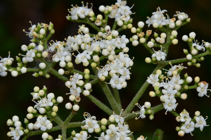 Viburnum stellatotomentosum photo 7