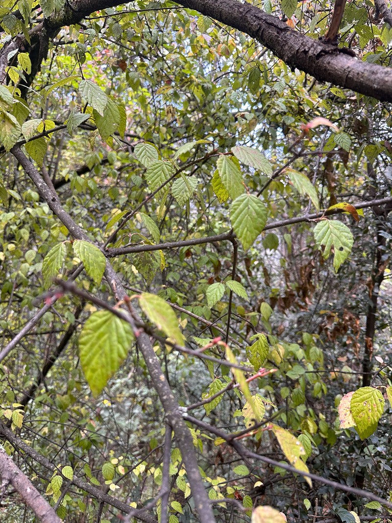 Viburnum stenocalyx photo 2