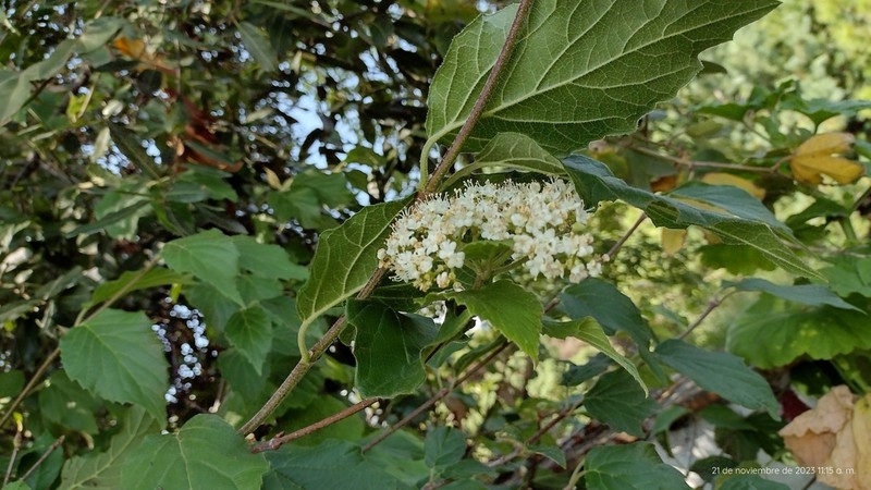 Viburnum stenocalyx photo 3
