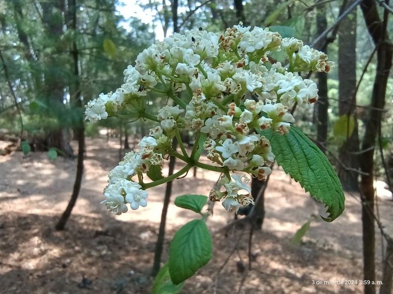 Viburnum stenocalyx photo 4