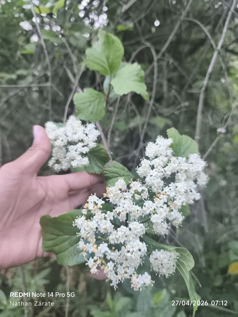 Viburnum stenocalyx photo 5