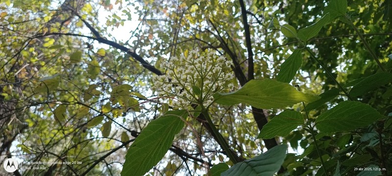 Viburnum stenocalyx photo 7