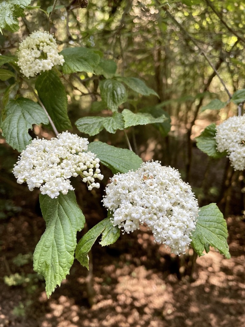Viburnum stenocalyx photo 8