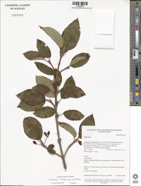 Viburnum subalpinum