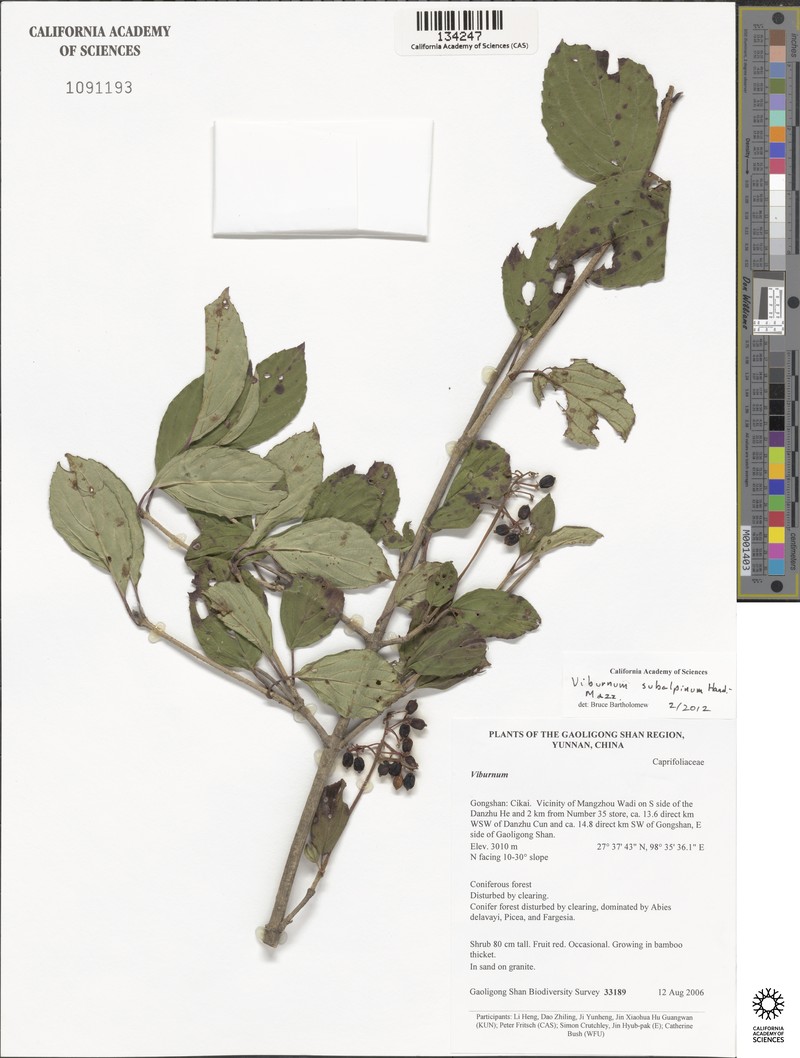Viburnum subalpinum photo 2