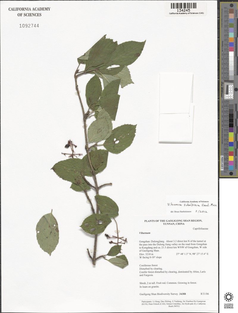 Viburnum subalpinum photo 3