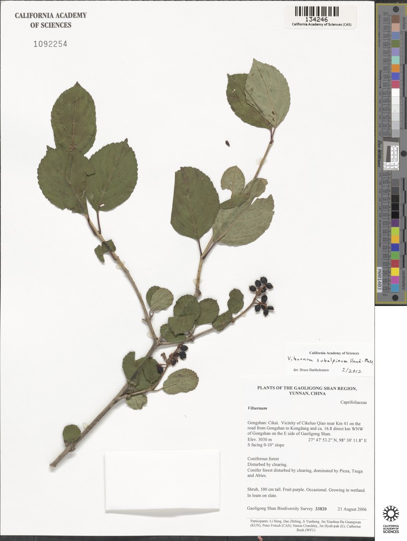 Viburnum subalpinum photo 4