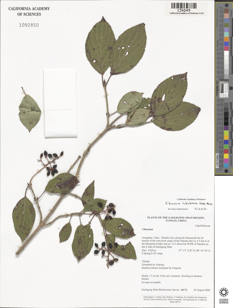 Viburnum subalpinum photo 5