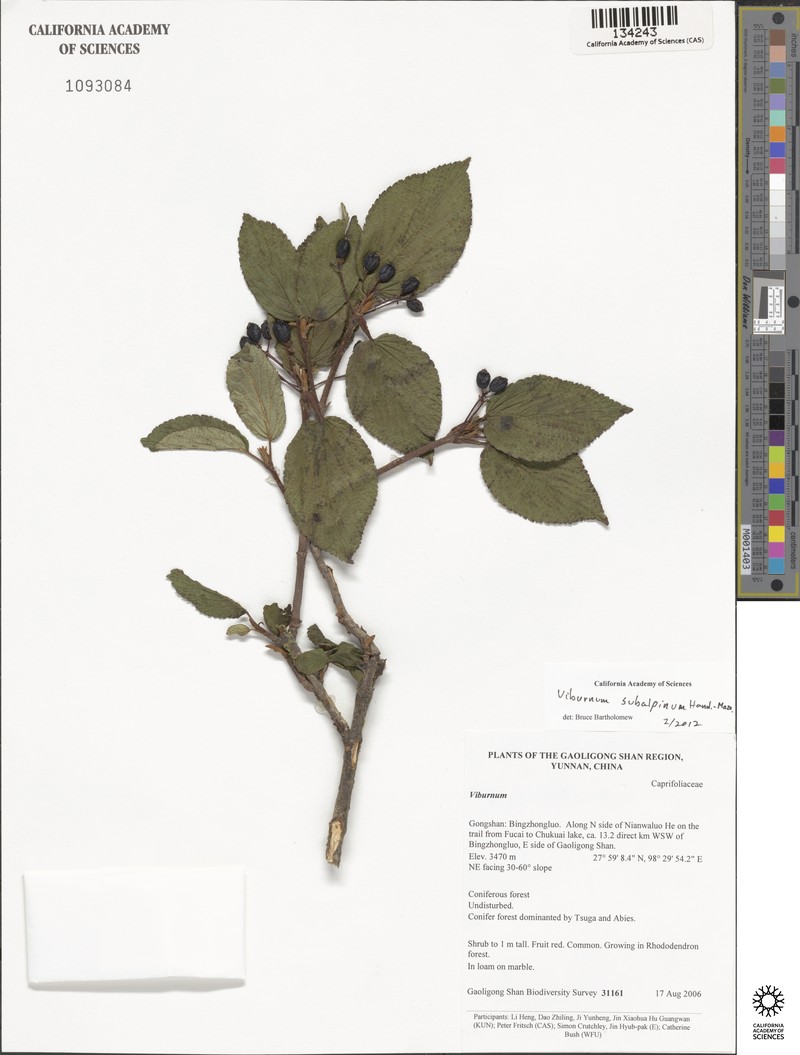 Viburnum subalpinum photo 6