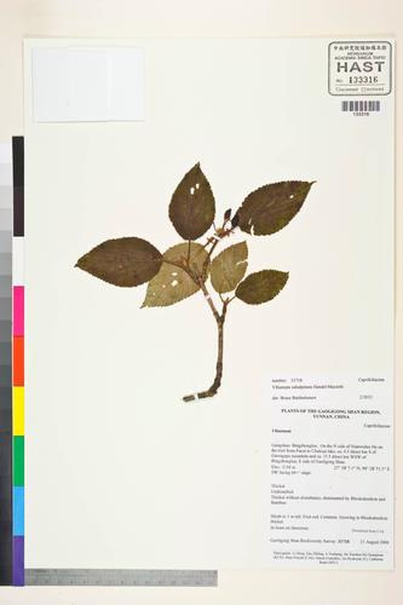 Viburnum subalpinum photo 7