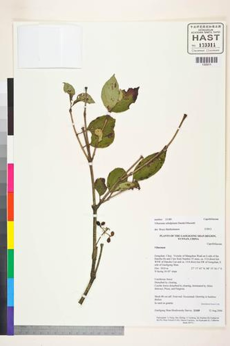 Viburnum subalpinum photo 8