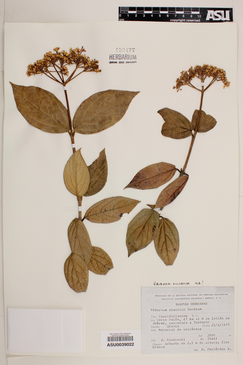 Viburnum sulcatum