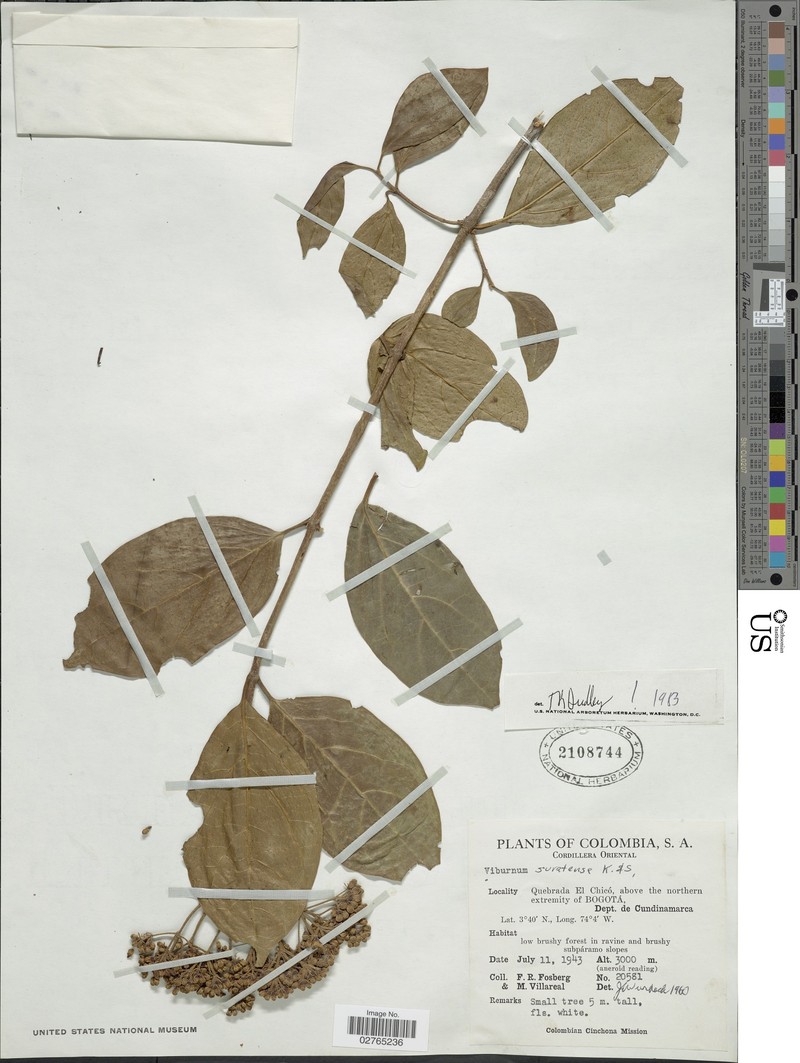 Viburnum suratense