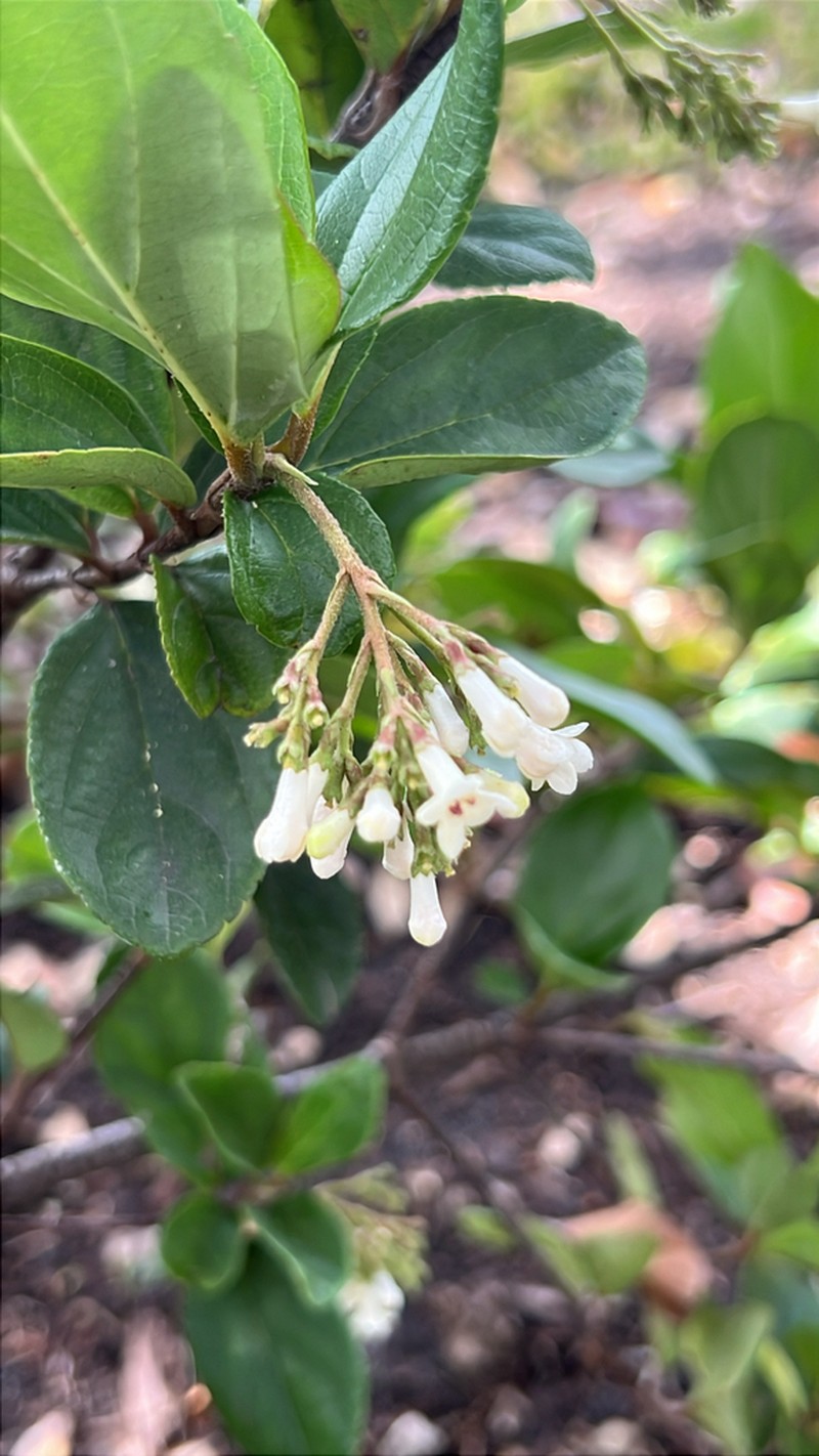 Viburnum photo 2
