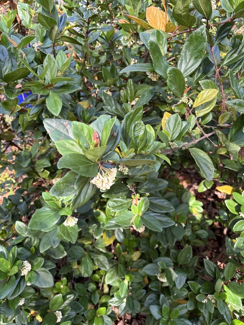 Viburnum photo 3