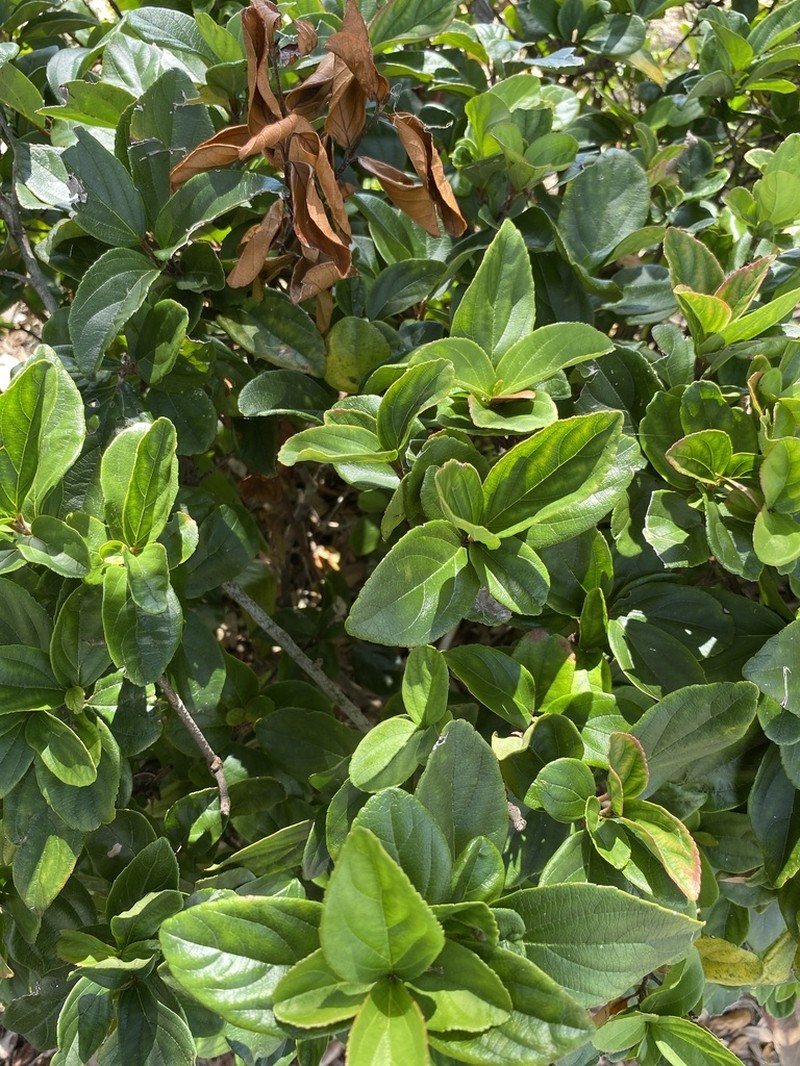 Viburnum photo 4