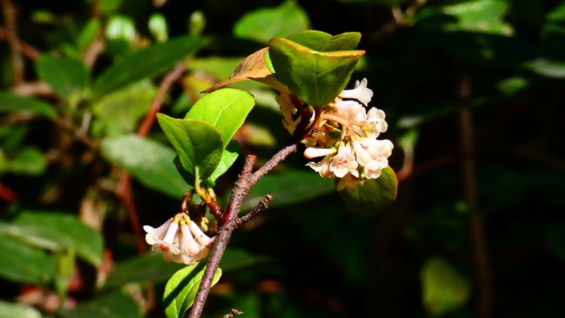 Viburnum photo 5