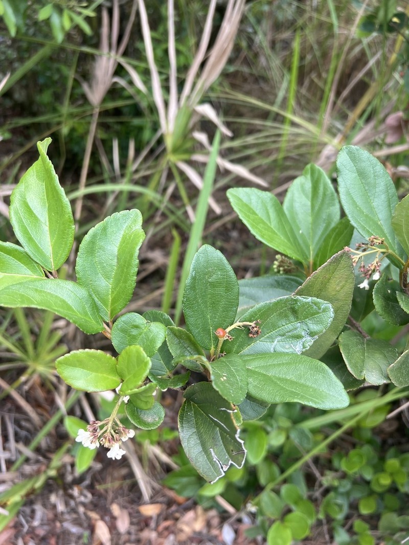 Viburnum photo 6