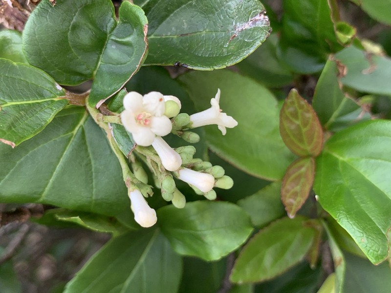 Viburnum photo 4
