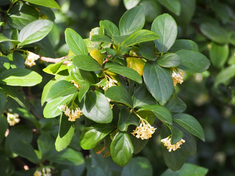 Viburnum photo 5
