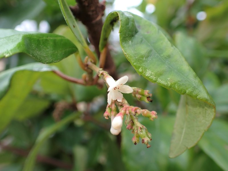 Viburnum photo 6