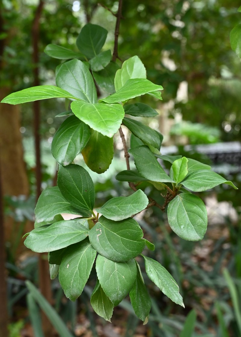 Viburnum photo 7