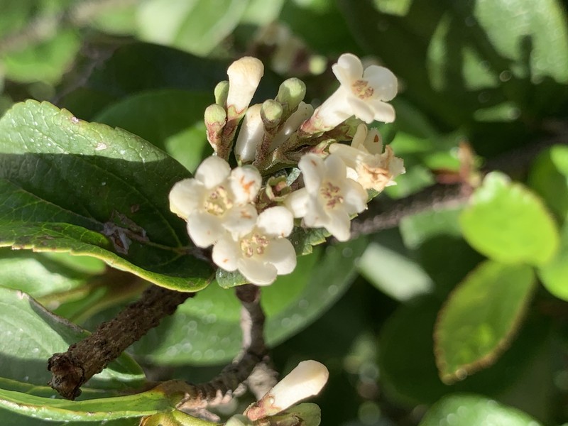 Viburnum photo 2