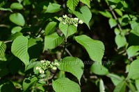 Viburnum sympodiale