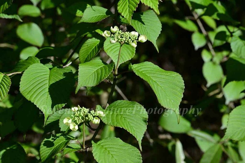 Viburnum sympodiale