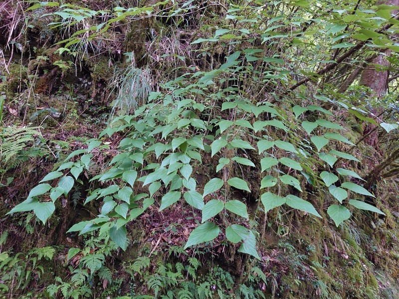 Viburnum sympodiale photo 2