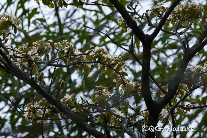 Viburnum sympodiale photo 3