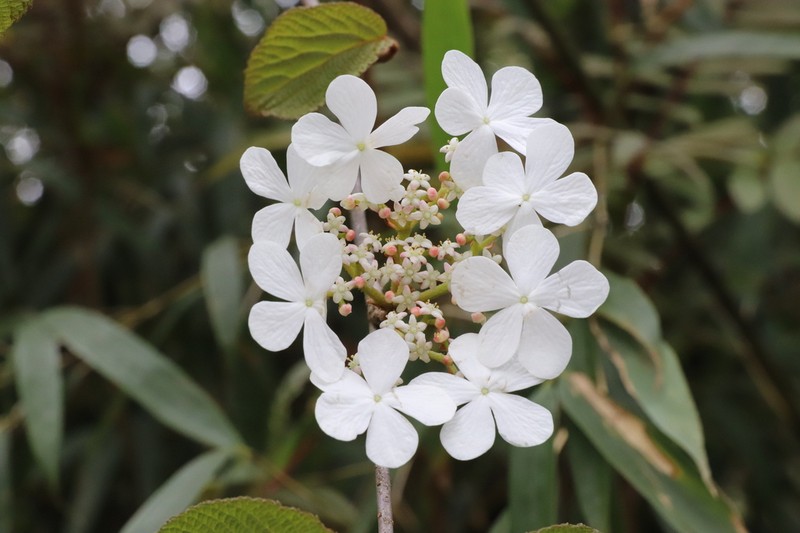 Viburnum sympodiale photo 4