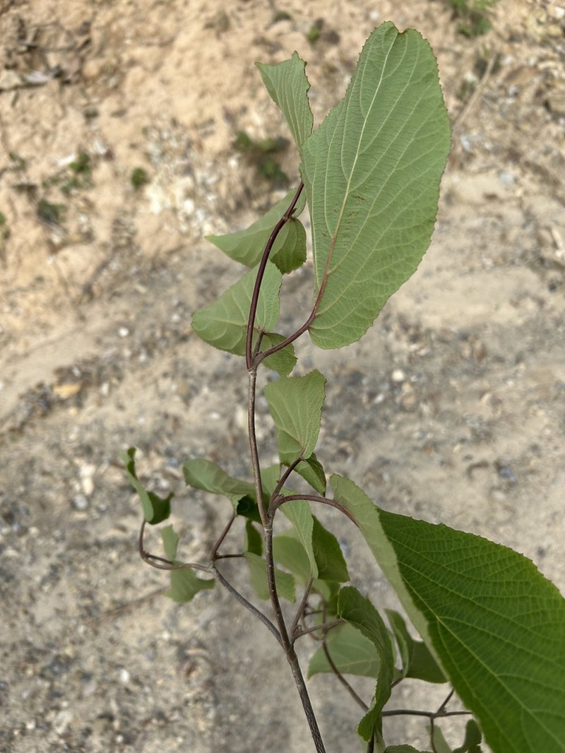 Viburnum sympodiale photo 5