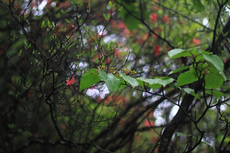 Viburnum sympodiale photo 7