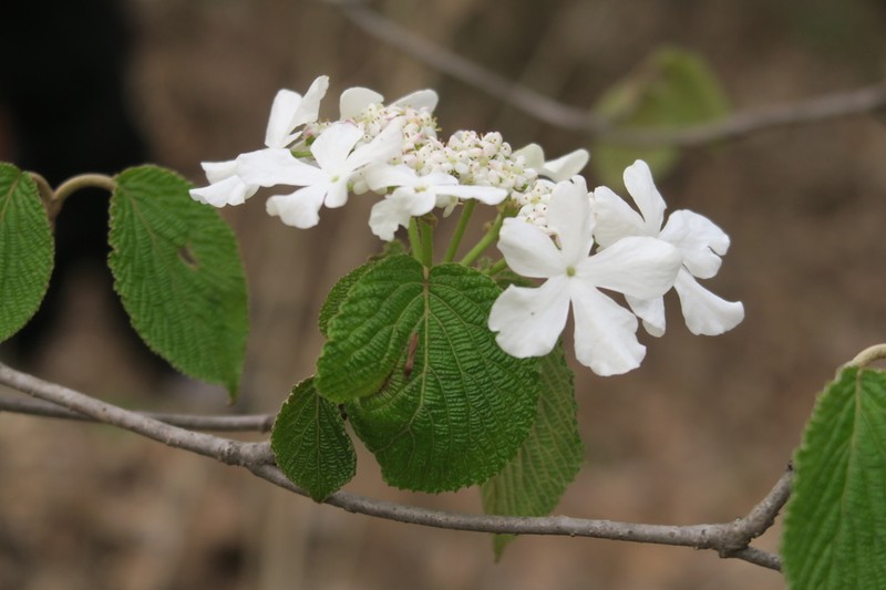 Viburnum sympodiale photo 8