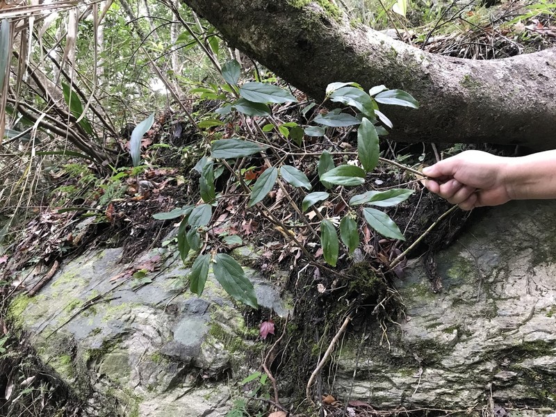 Viburnum taitoense