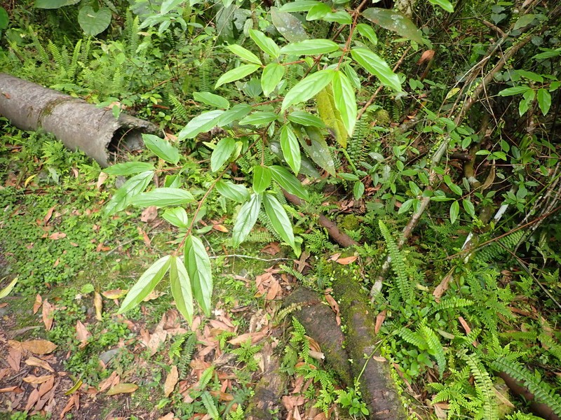 Viburnum taitoense photo 2