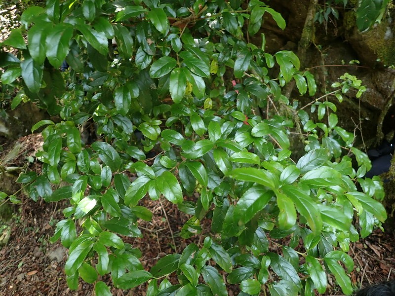 Viburnum taitoense photo 3