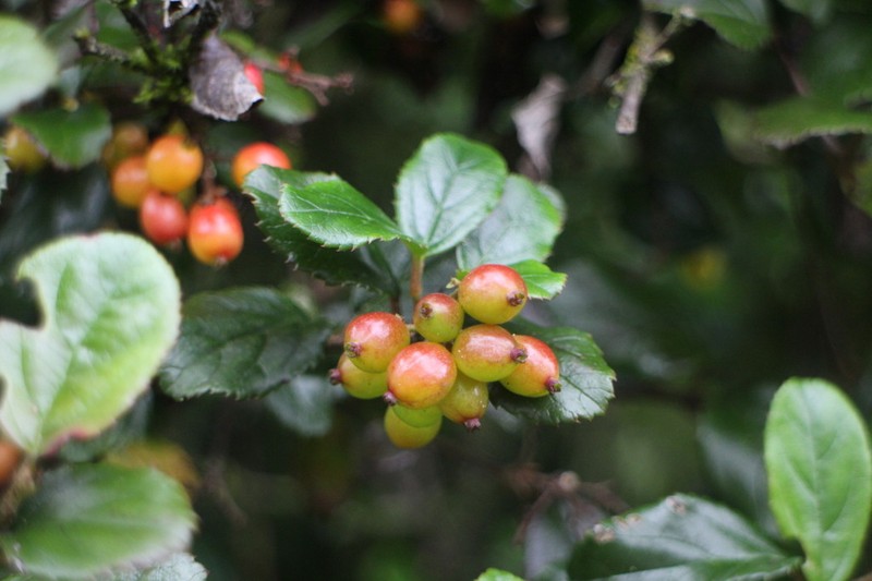 Viburnum taitoense photo 4