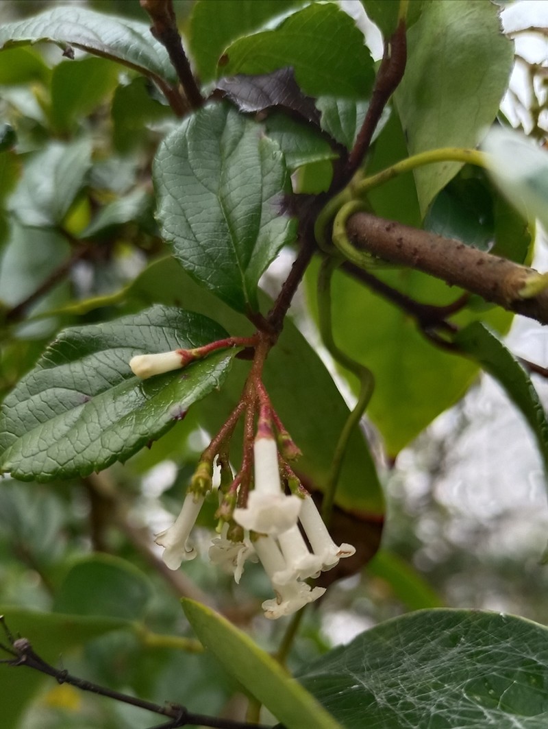 Viburnum taitoense photo 5