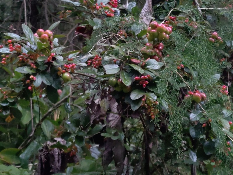 Viburnum taitoense photo 6
