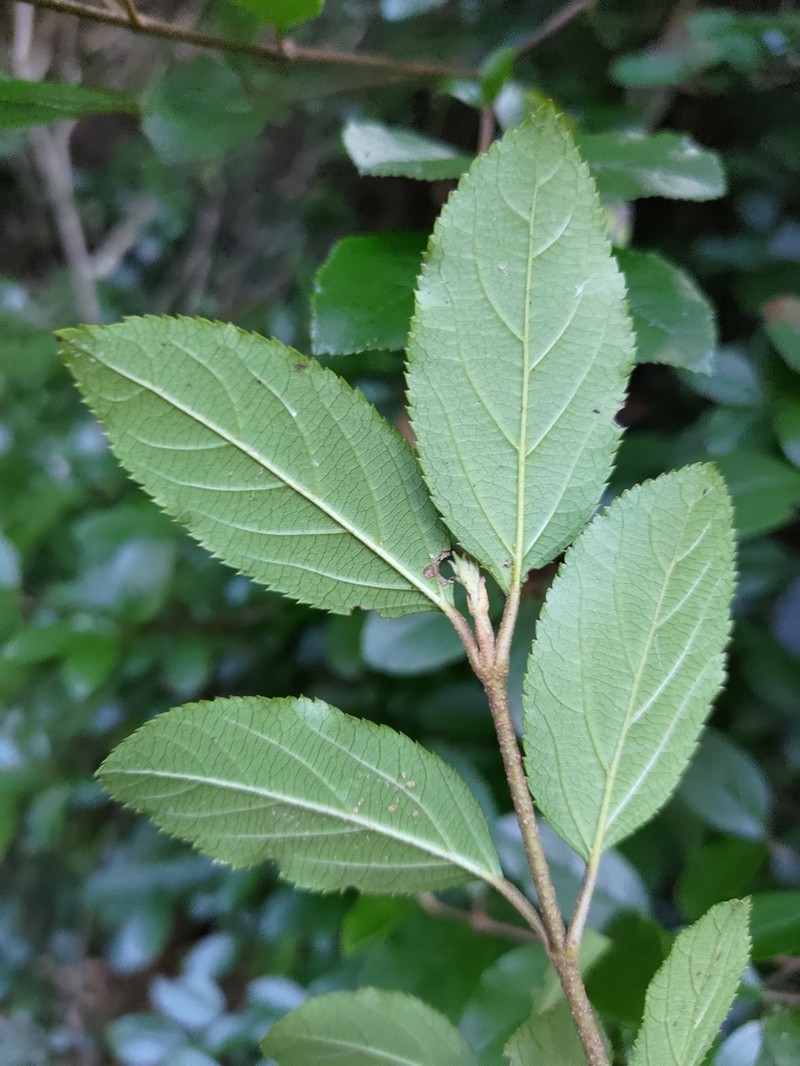 Viburnum taitoense photo 7