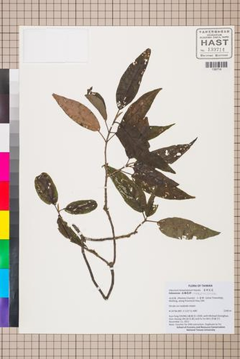 Viburnum taiwanianum