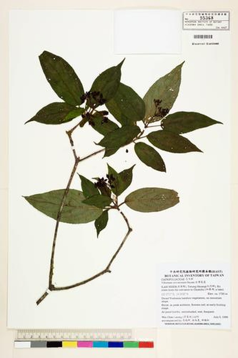 Viburnum taiwanianum photo 4