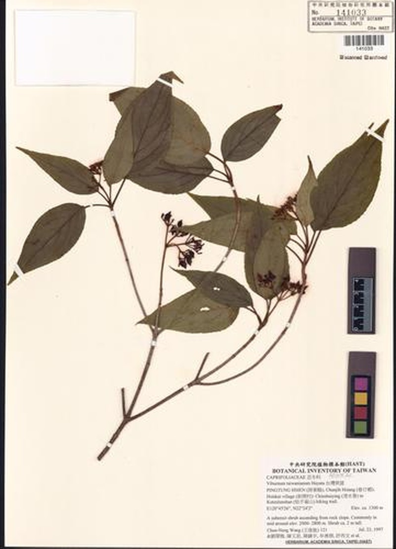 Viburnum taiwanianum photo 6