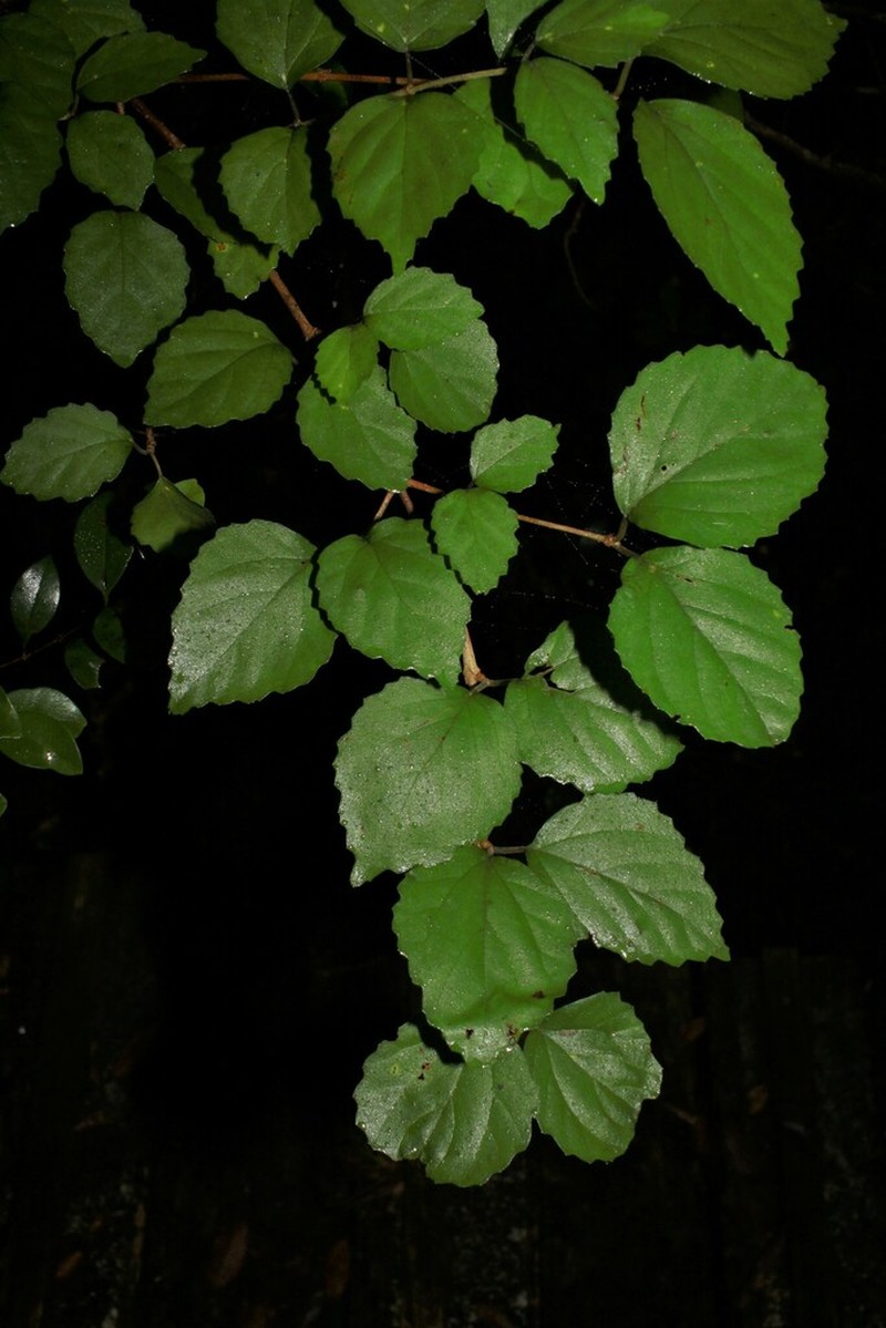 Viburnum tashiroi photo 2