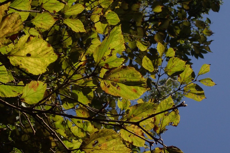 Viburnum tashiroi photo 3